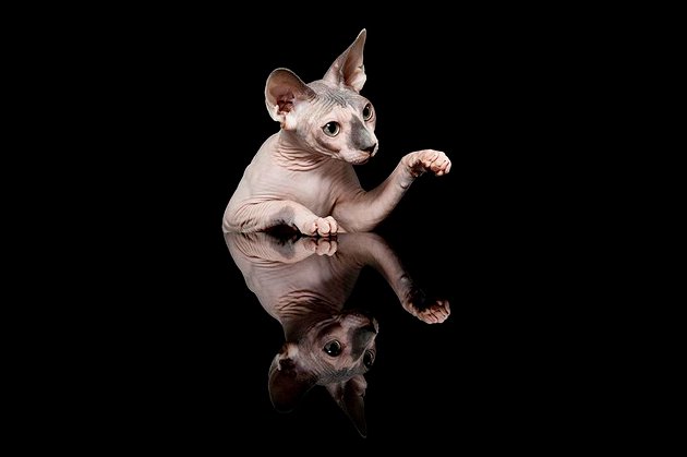 achat-chaton-sphynx.png?w=640